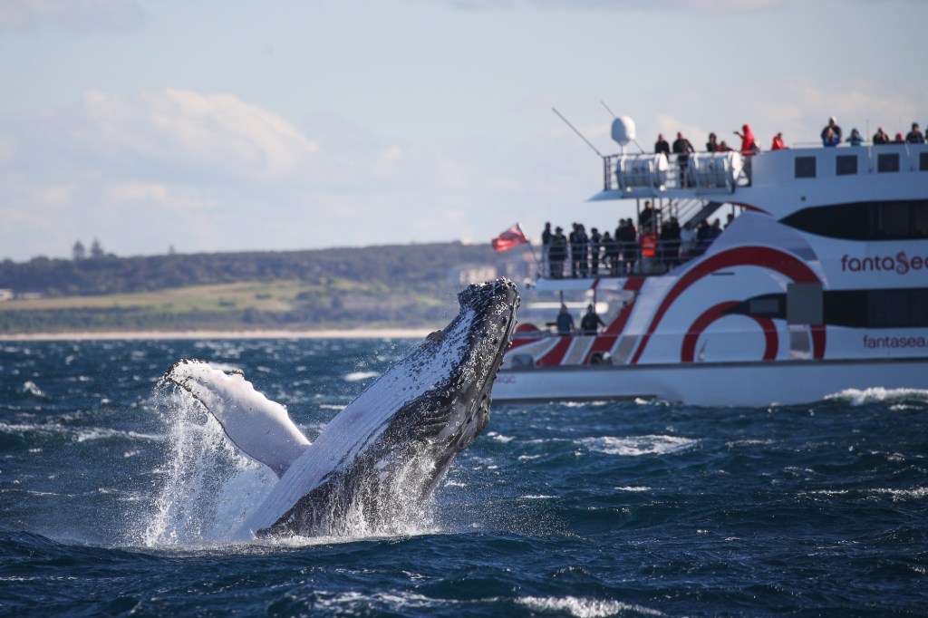 Travel Feature | Whale-Watching in NSW,&nbsp;Australia